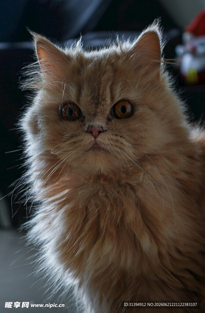 可爱长毛猫直视镜头