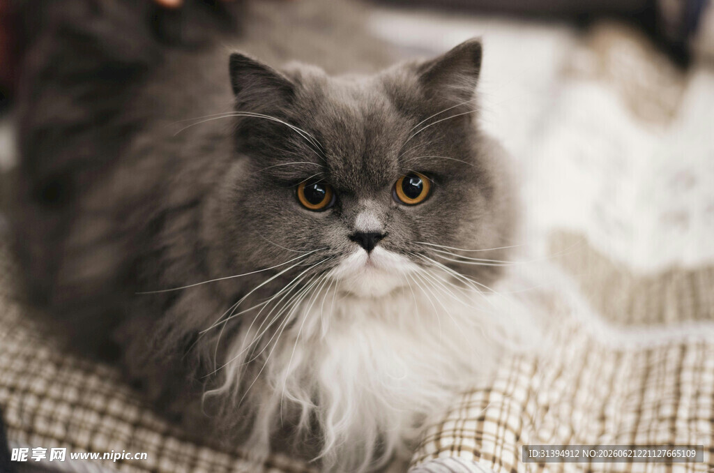 慵懒长毛猫惬意躺卧