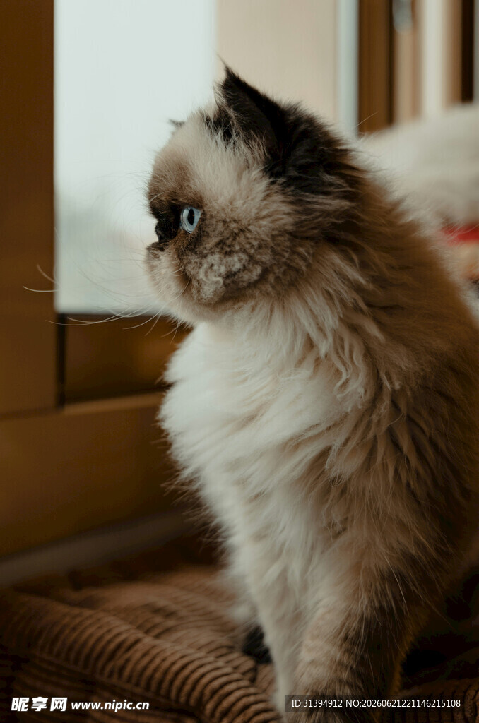 窗边可爱的长毛猫咪
