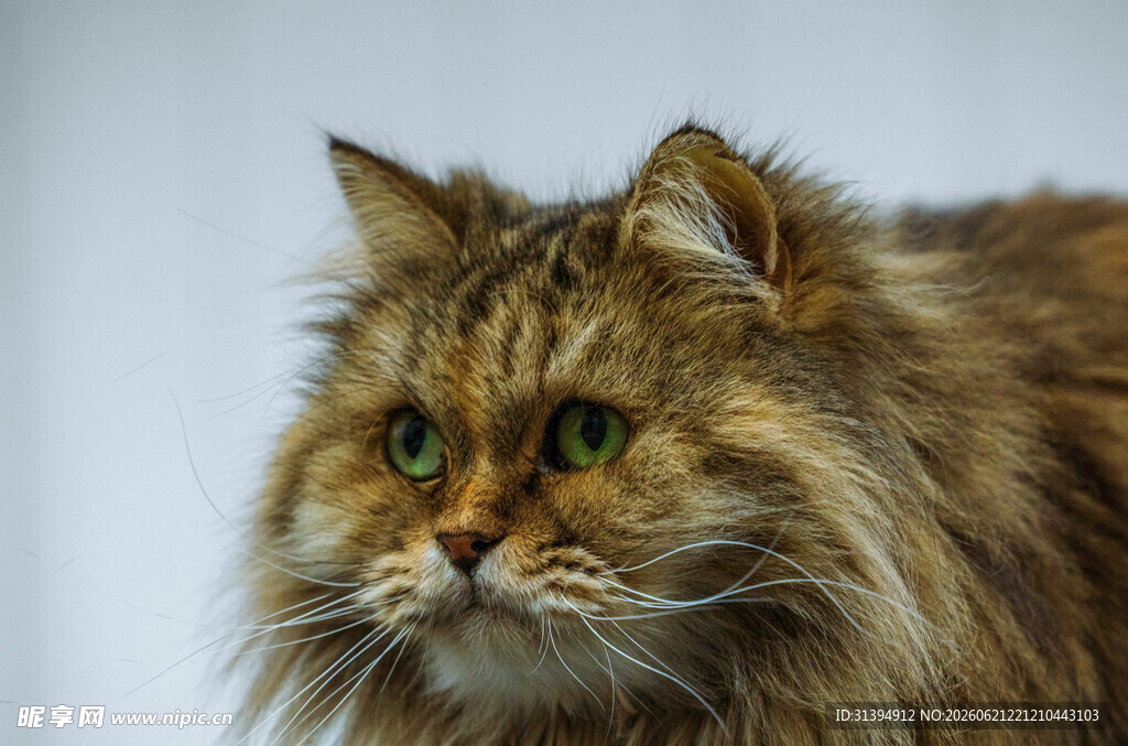长毛猫咪特写