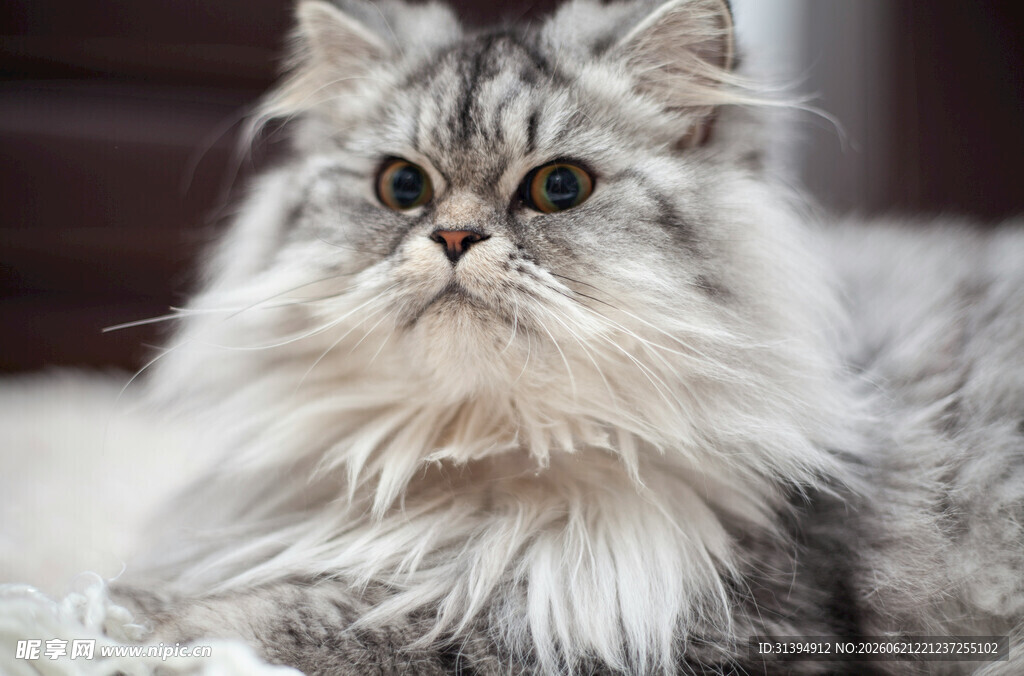 长毛猫咪趴卧姿态特写