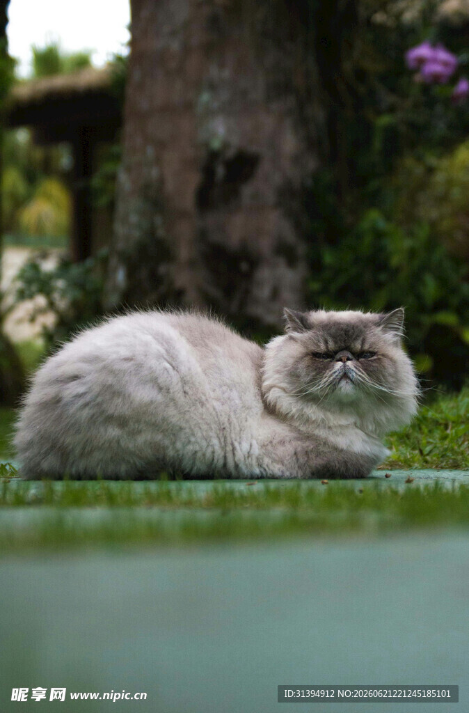 慵懒猫咪惬意趴于绿植间