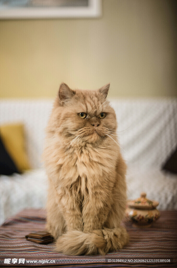 长毛猫咪端坐显慵懒