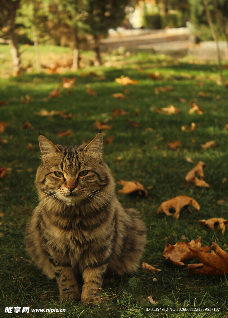 草地上的猫咪