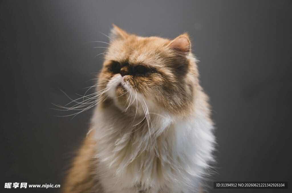 可爱波斯猫特写