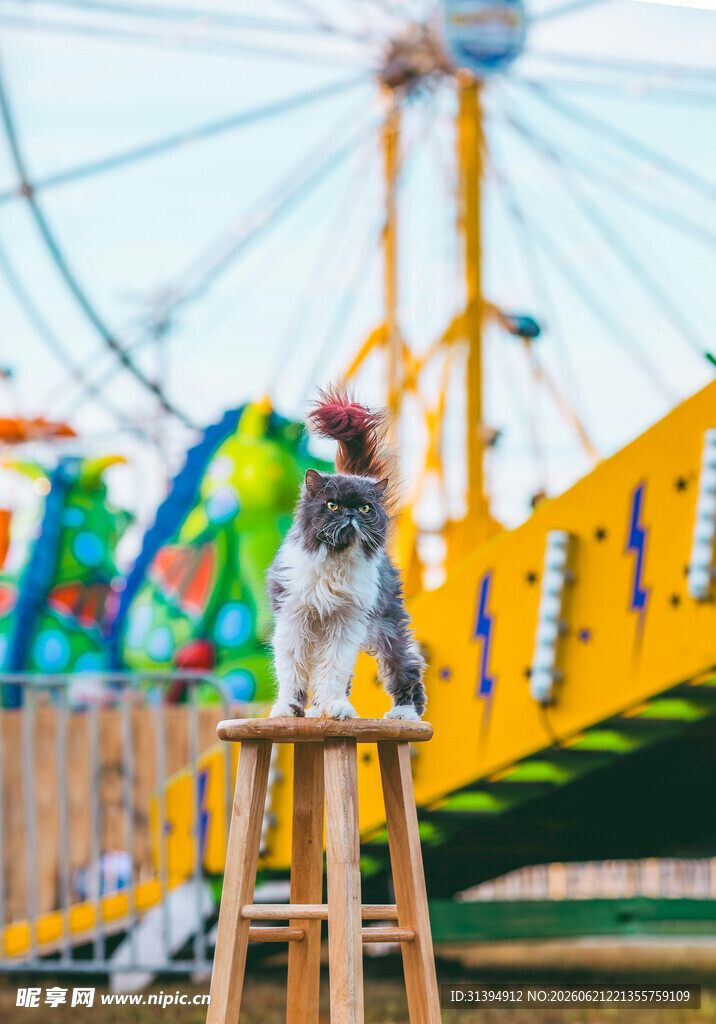 猫咪于游乐园前木凳上眺望
