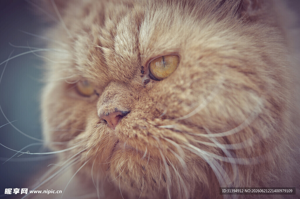 长毛猫咪的忧郁神情