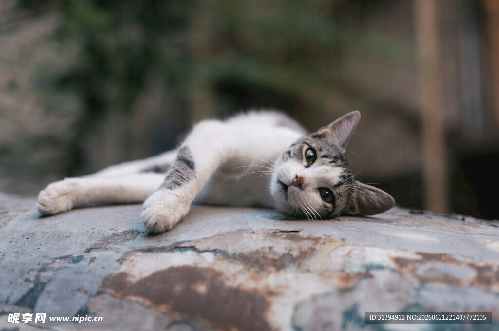 慵懒猫咪惬意躺卧石上