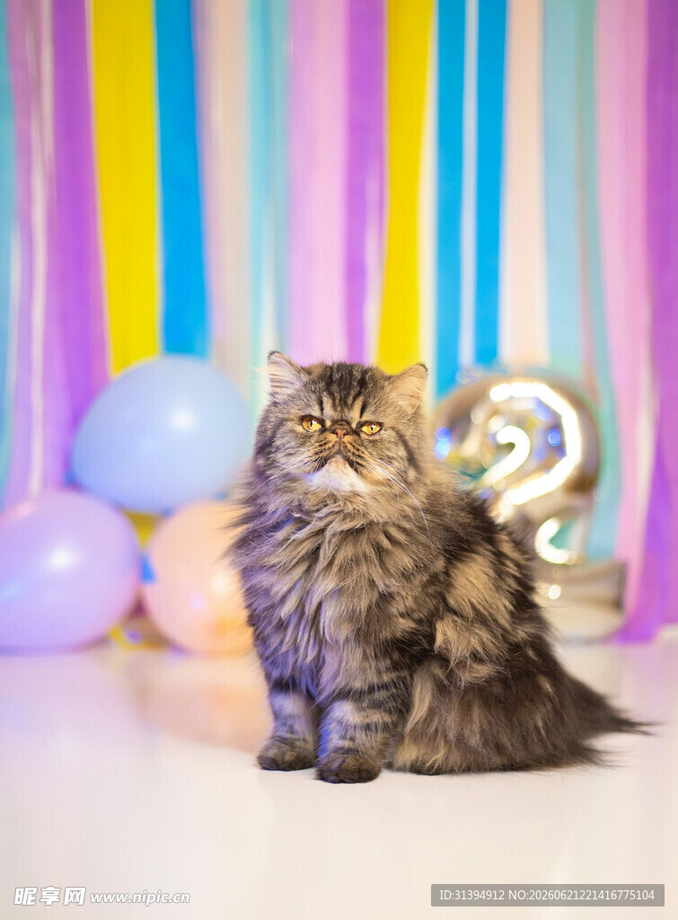 彩色背景前的可爱猫咪