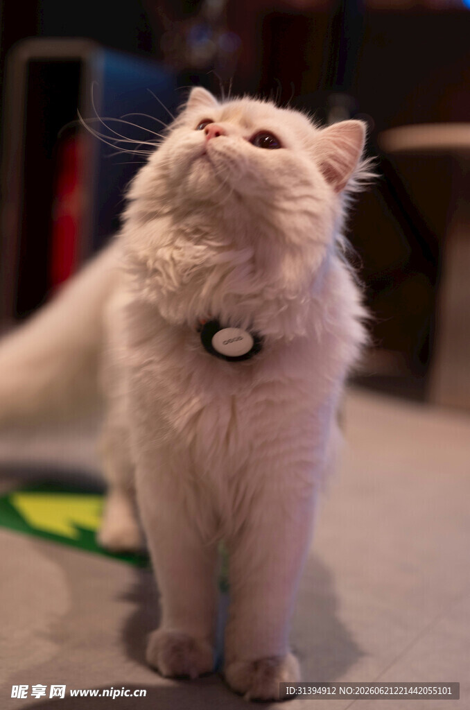 仰头的可爱白毛猫咪