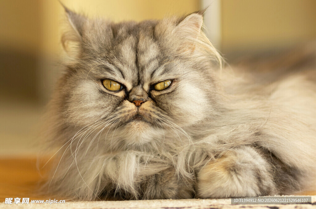 长毛波斯猫专注神情