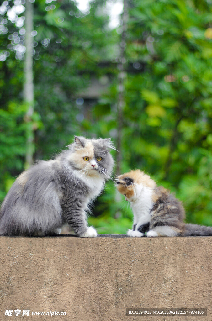 两只猫咪亲昵互动