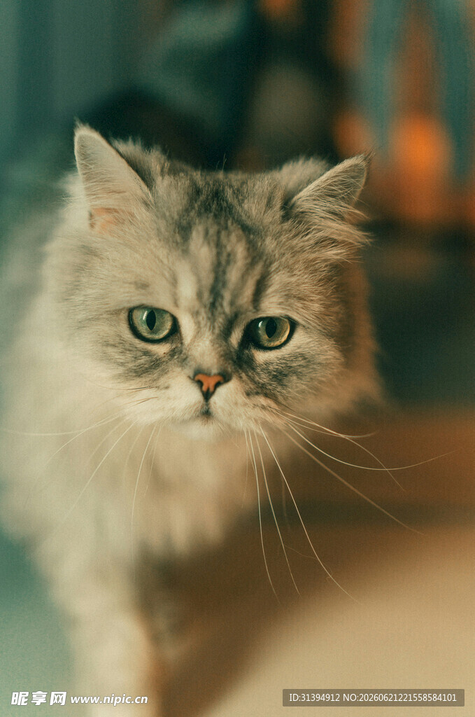 可爱长毛猫的专注瞬间