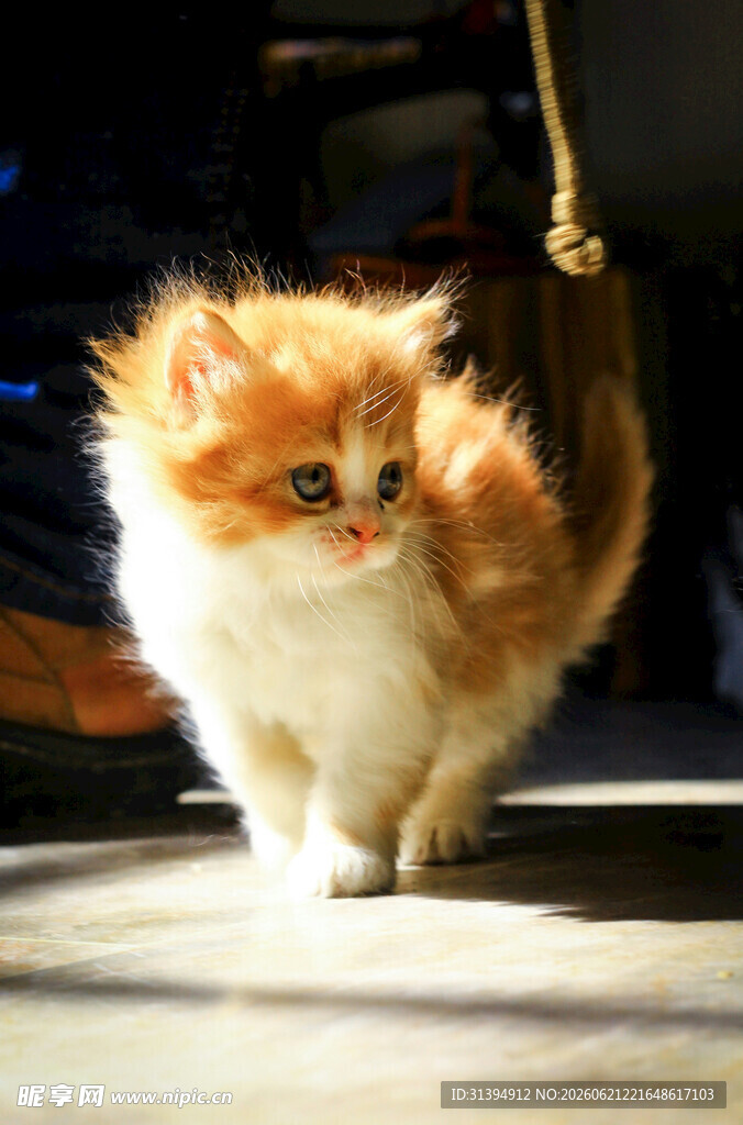 毛茸茸橘白小猫可爱模样