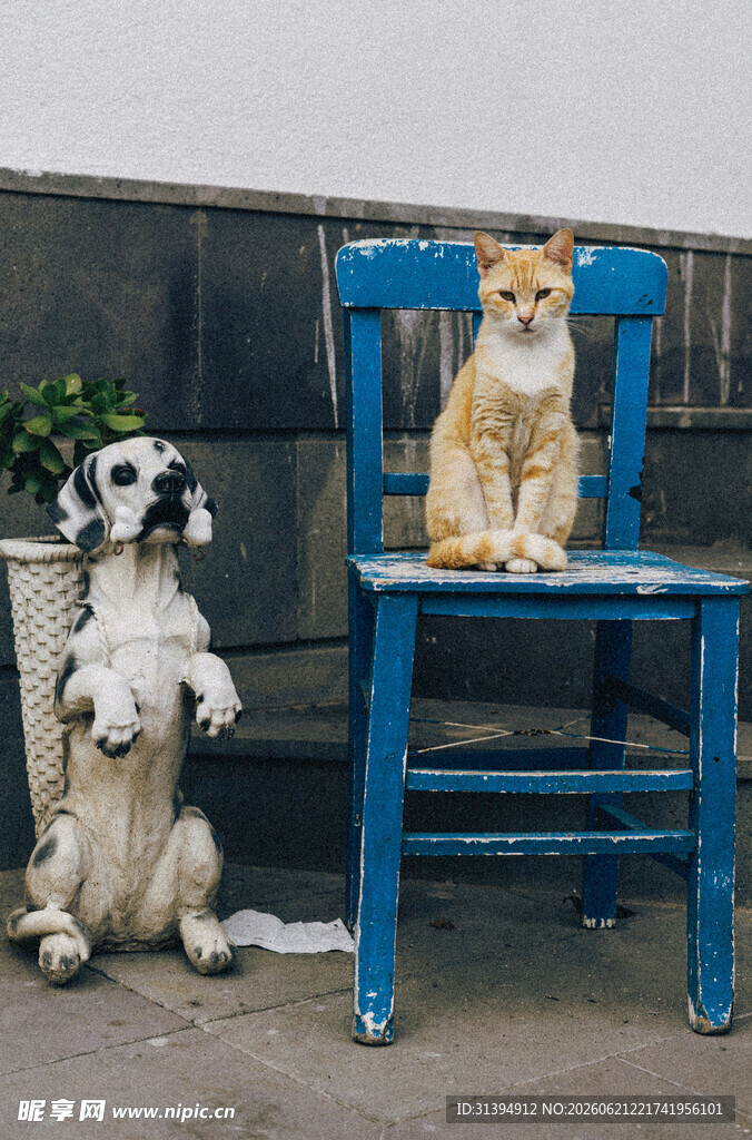 猫狗同框的趣味瞬间