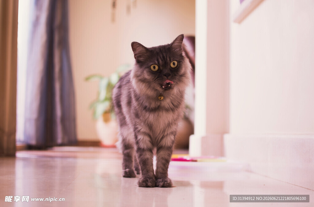 室内行走的灰毛猫咪