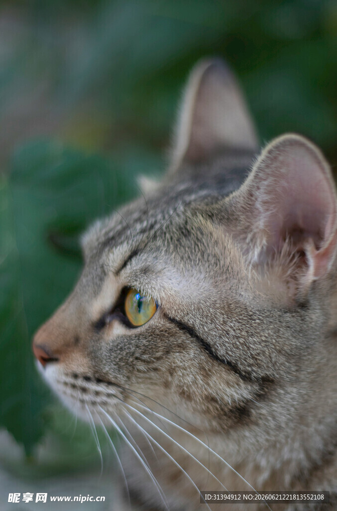侧头凝视的斑纹猫咪