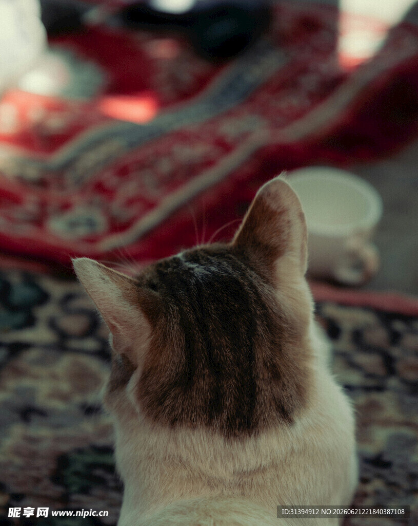 猫咪背对镜头望向前方