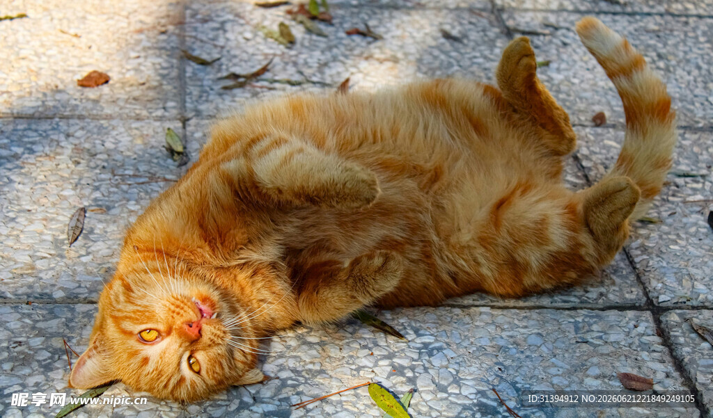 橘猫惬意躺地晒太阳
