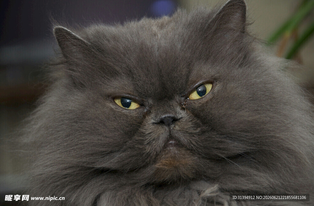 怒目而视的长毛猫咪