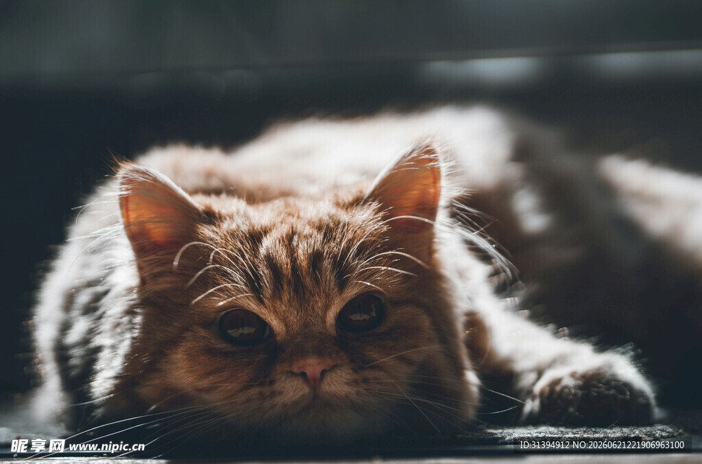 慵懒猫咪趴卧姿态