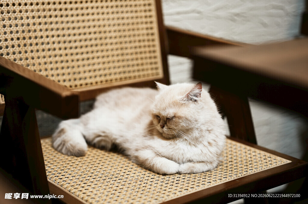 猫咪慵懒躺于藤编椅上