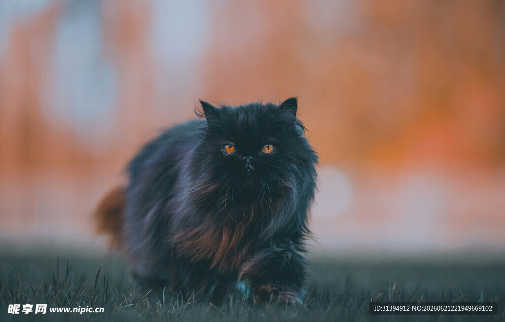黑猫在户外奔跑