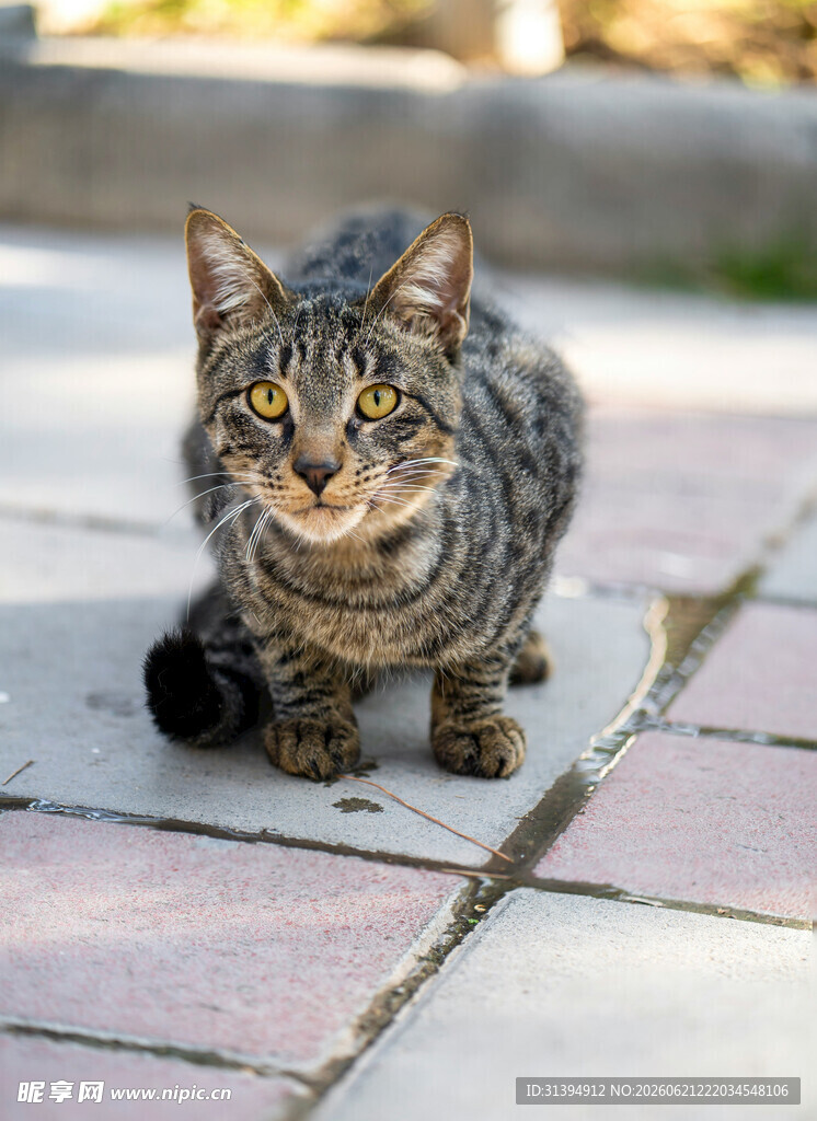 蹲坐的斑纹猫咪