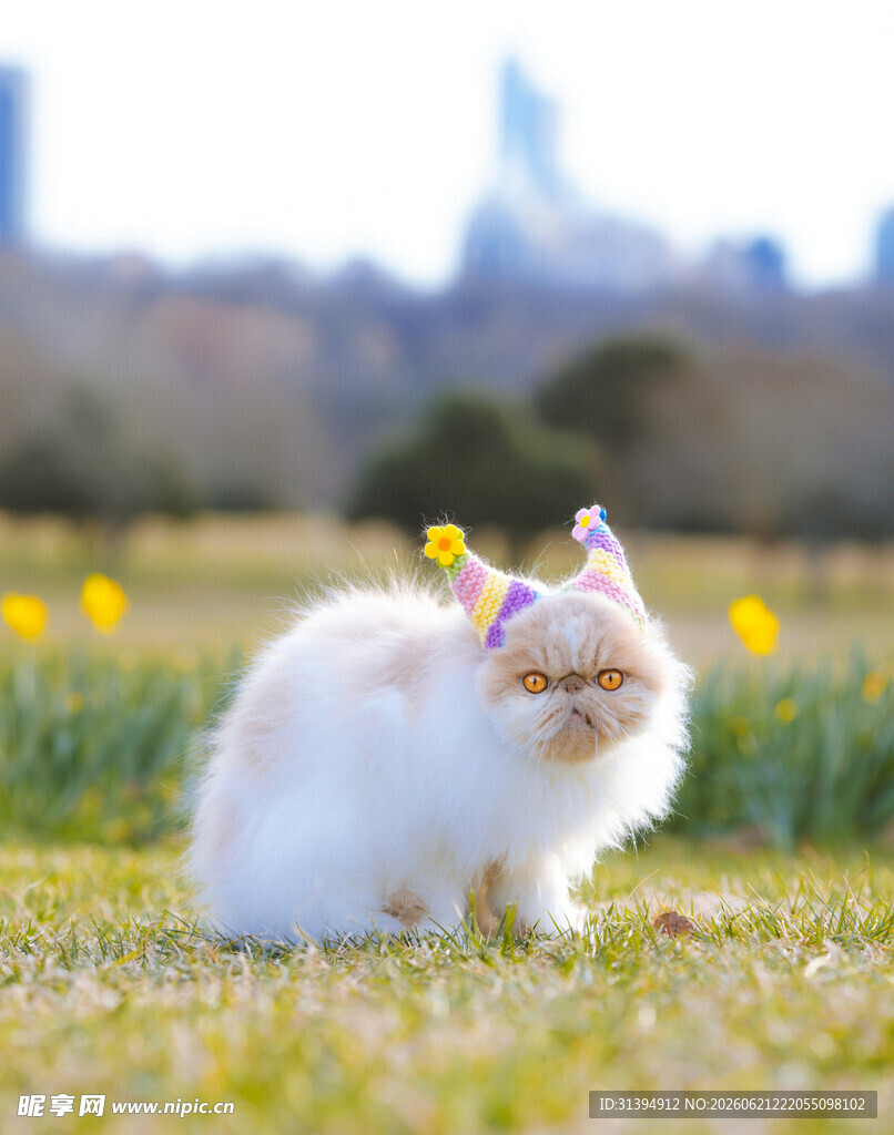 草地上戴装饰的可爱猫咪