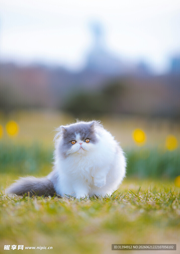草地上的可爱猫咪
