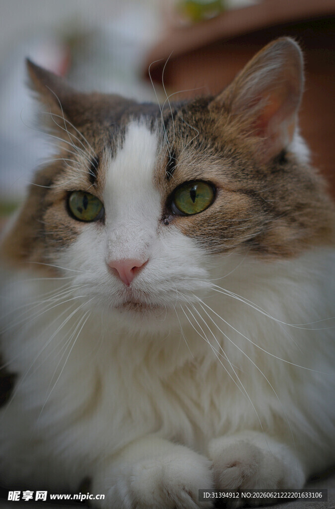 可爱三色猫咪安静趴卧