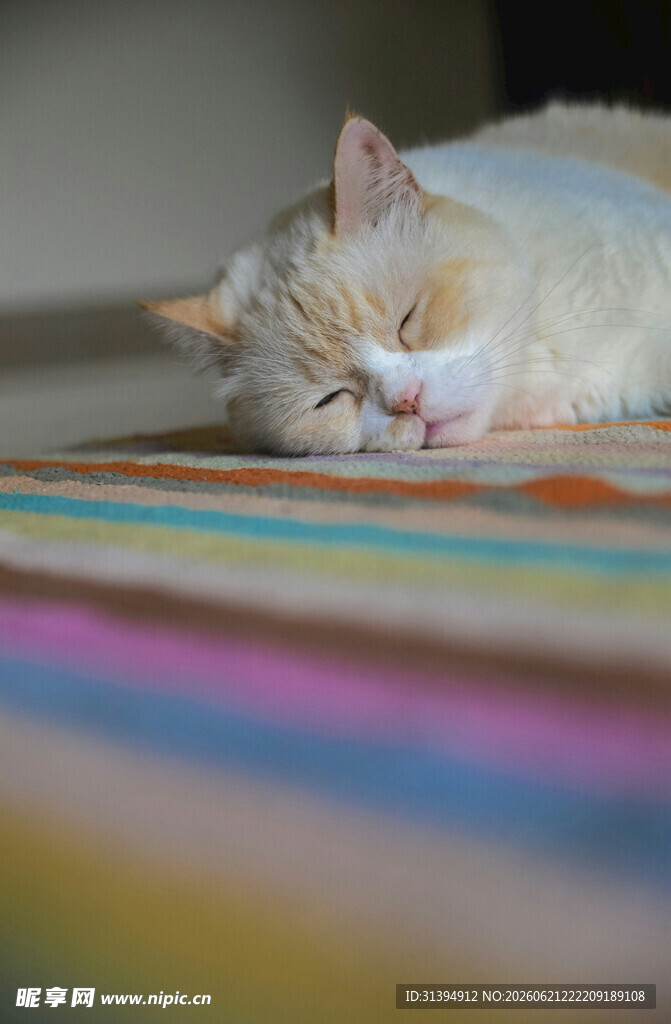 酣睡中的花色猫咪