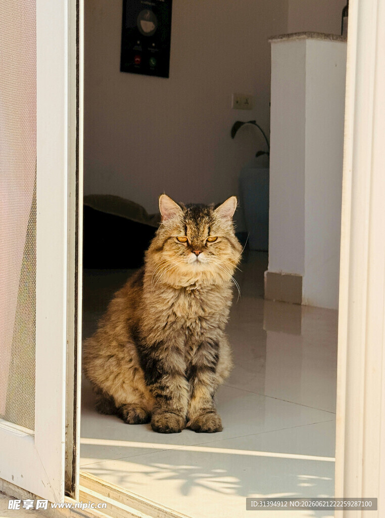 门口端坐的长毛猫咪