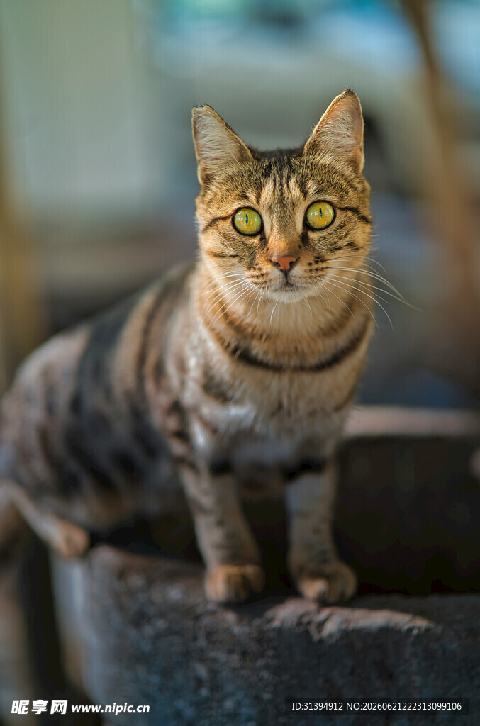 可爱斑纹猫蹲坐姿态展示