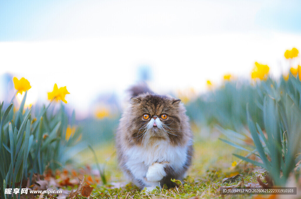 花丛中漫步的可爱猫咪