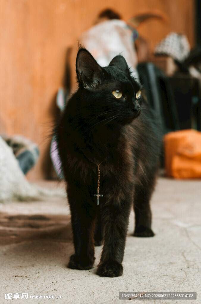 黑猫独行