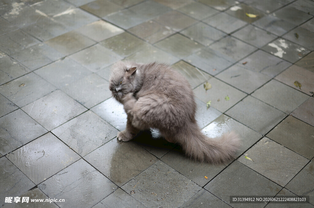 蹲坐的长毛猫