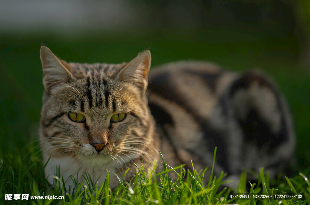 草地上的斑纹猫咪
