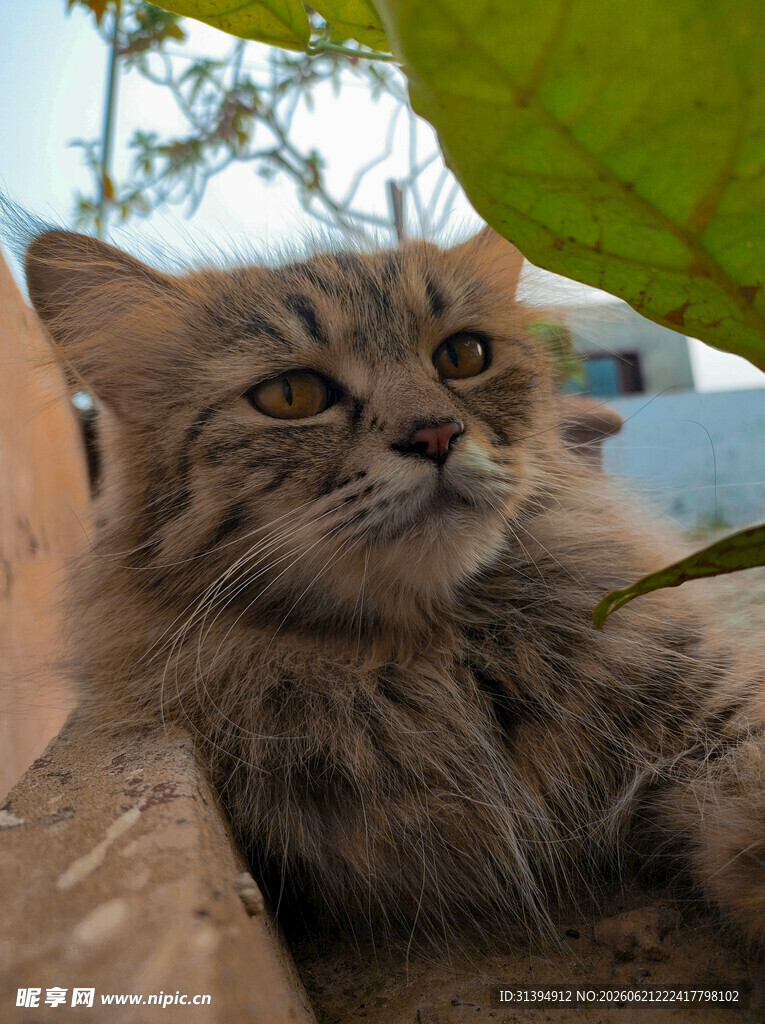 慵懒长毛猫惬意休憩