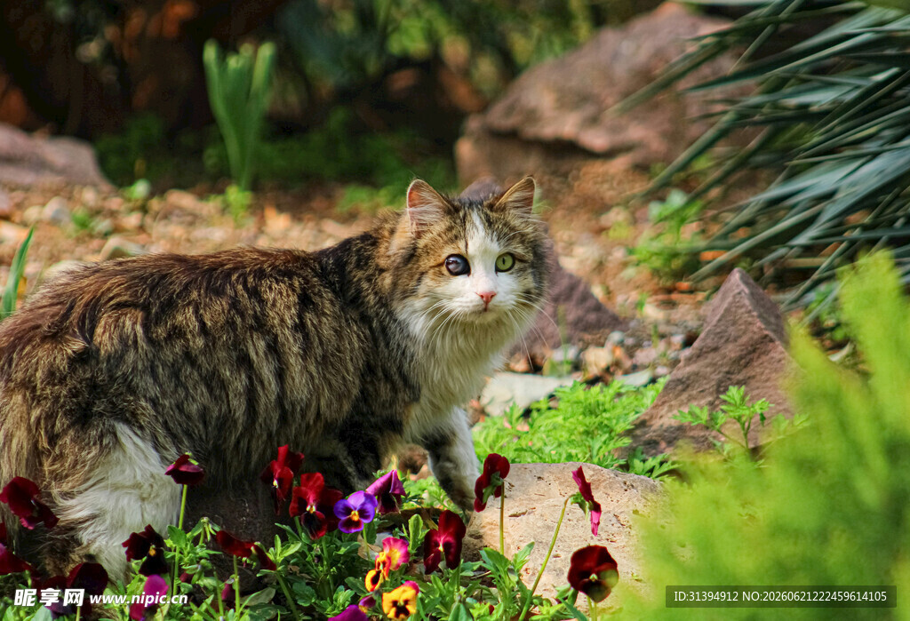 花园中的多彩猫咪
