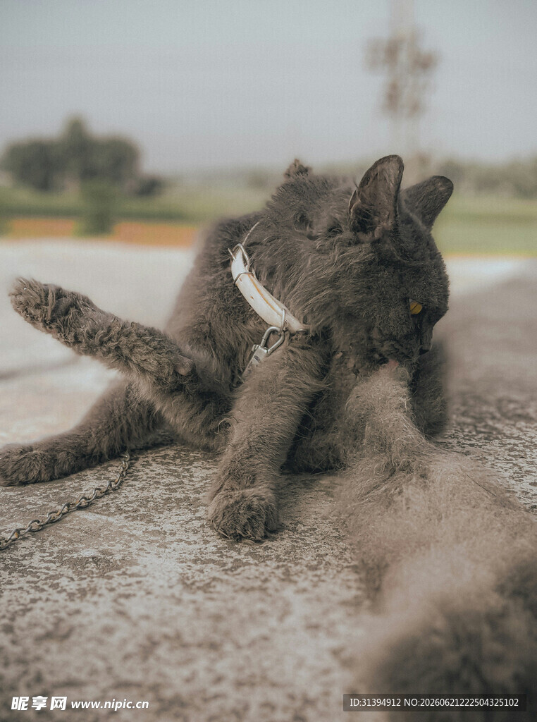 猫咪惬意玩闹姿态