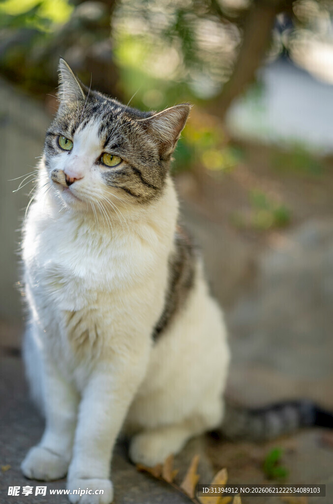 可爱猫咪户外悠闲坐