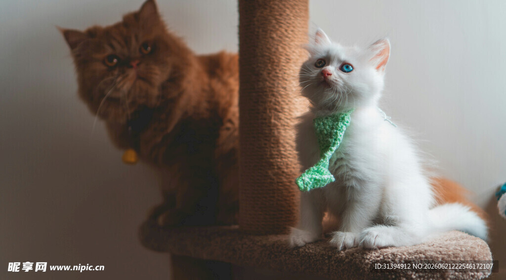 两只猫咪在猫爬架玩耍