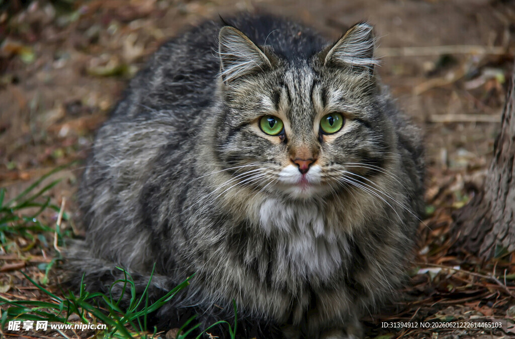 长毛猫蹲坐于草地