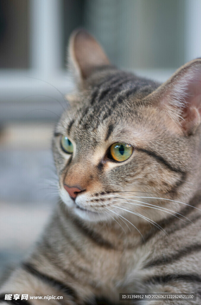 斑纹猫咪侧头凝视瞬间