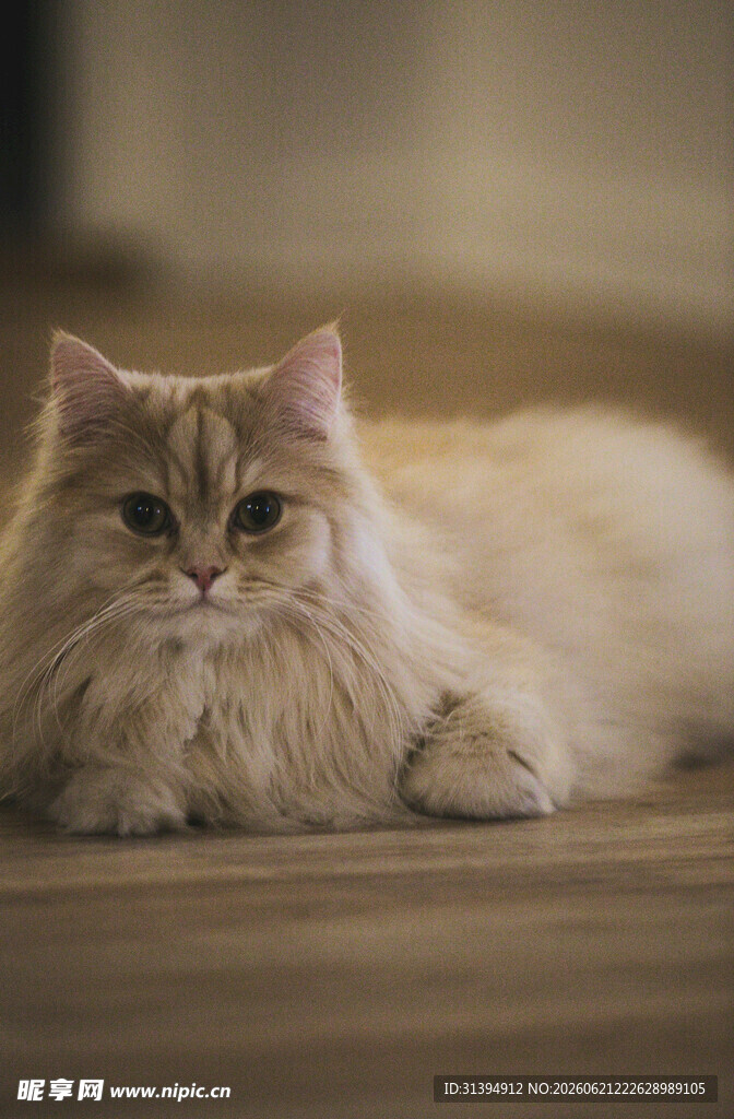 可爱长毛猫惬意趴卧