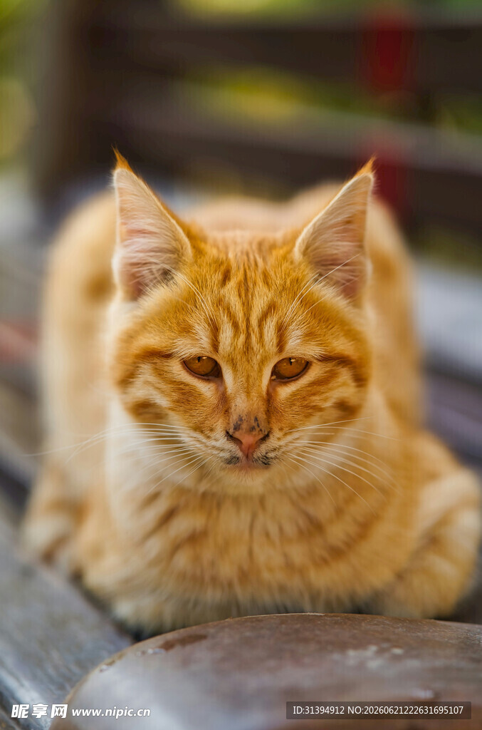 橘猫慵懒趴坐