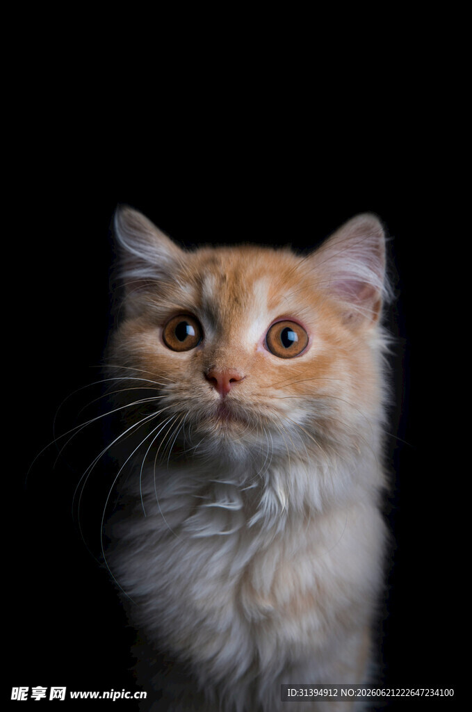可爱橘猫特写
