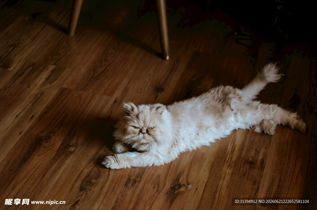 地板上悠闲躺卧的猫咪