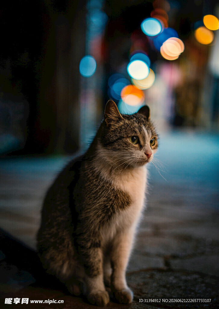 夜晚街边的孤独猫咪